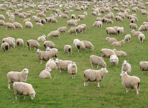 فروش گوسفند زنده